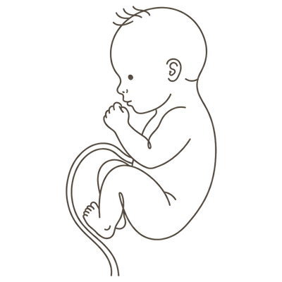 Line drawing of a 31-week foetus curled with a loose fist resting near the cheek, filling out as it gains weight