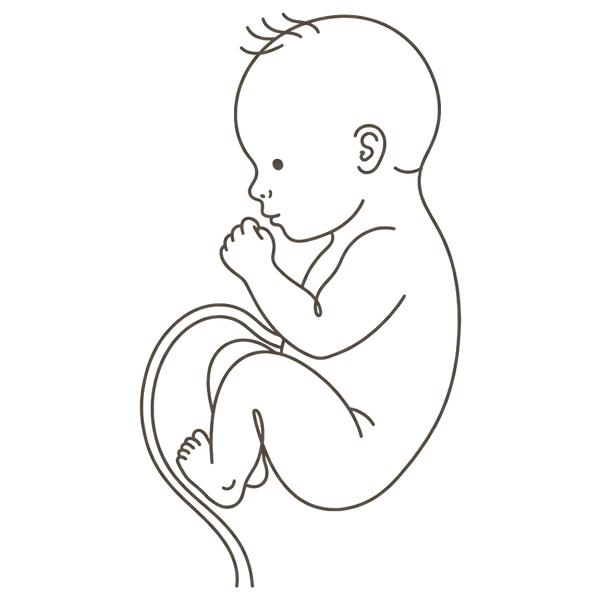 Line drawing of a 31-week foetus curled with a loose fist resting near the cheek, filling out as it gains weight