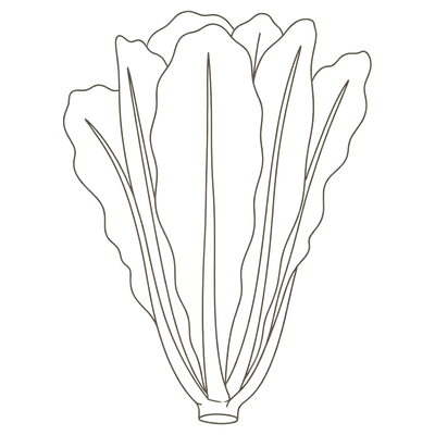 Line illustration of a head of romaine lettuce: at 31 weeks pregnant your baby is about the size of a romaine lettuce, roughly 27 to 28cm crown to rump