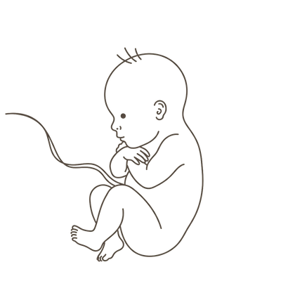 Line drawing of a 32-week foetus curled tightly with the chin tucked and ankles crossed, running out of room