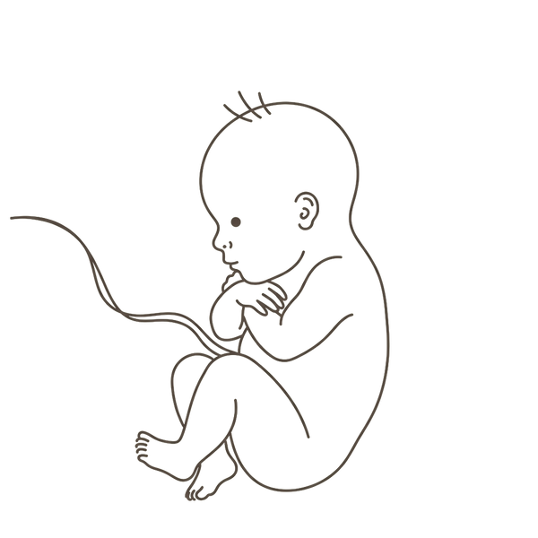 Line drawing of a 32-week foetus curled tightly with the chin tucked and ankles crossed, running out of room