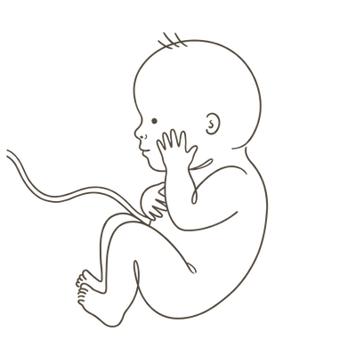 Line drawing of a 33-week foetus curled with an open hand resting against the cheek, bones hardening while the skull stays soft