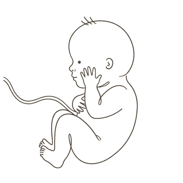 Line drawing of a 33-week foetus curled with an open hand resting against the cheek, bones hardening while the skull stays soft