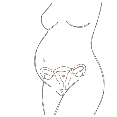 Line drawing of a woman's torso at 33 weeks pregnant, turned slightly to one side, showing the uterus inside a high rounded third-trimester bump