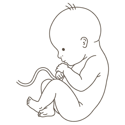 Line drawing of a 34-week foetus curled head-downward with hands tucked under the chin and ankles crossed
