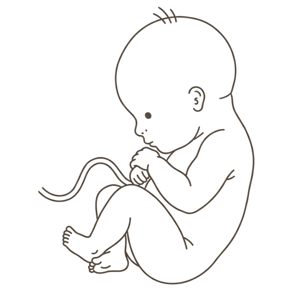 Line drawing of a 34-week foetus curled head-downward with hands tucked under the chin and ankles crossed