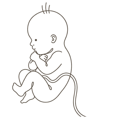 Line drawing of a 35-week foetus curled tightly with fists tucked under the chin and knees drawn up, running out of room