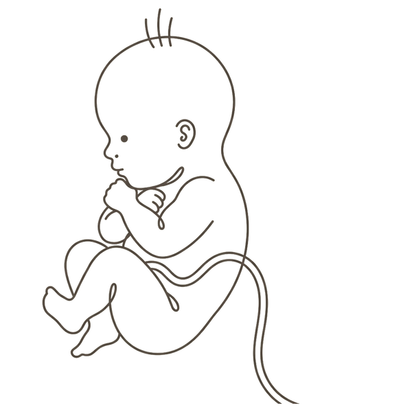 Line drawing of a 35-week foetus curled tightly with fists tucked under the chin and knees drawn up, running out of room