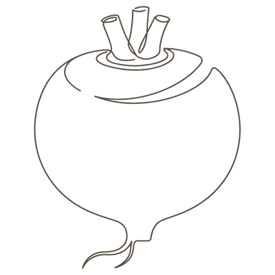 Line illustration of a swede: at 35 weeks pregnant your baby is about the size of a swede