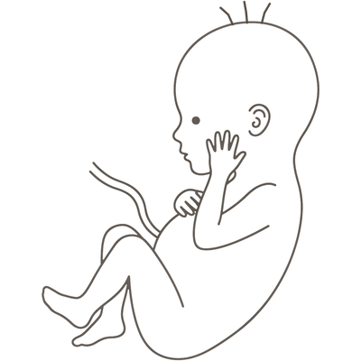 Line drawing of a 36-week foetus curled with one open hand resting against the cheek, knees drawn up and ankles crossed