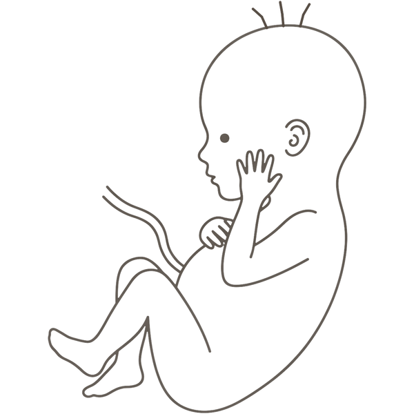 Line drawing of a 36-week foetus curled with one open hand resting against the cheek, knees drawn up and ankles crossed