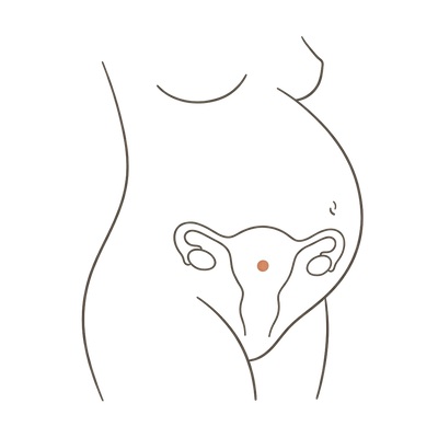 Line drawing of a woman's torso at 36 weeks pregnant, turned slightly to one side, showing the uterus inside a large late-pregnancy bump