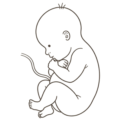 Line drawing of a 37-week foetus curled tightly with fists under the chin and knees drawn up to the chest