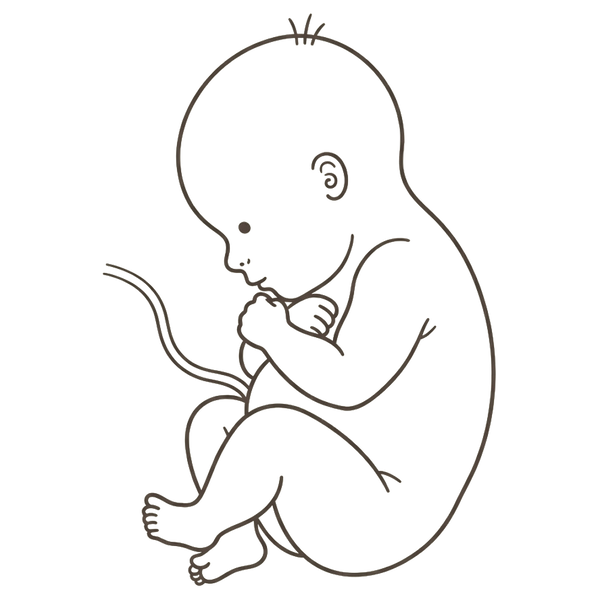 Line drawing of a 37-week foetus curled tightly with fists under the chin and knees drawn up to the chest