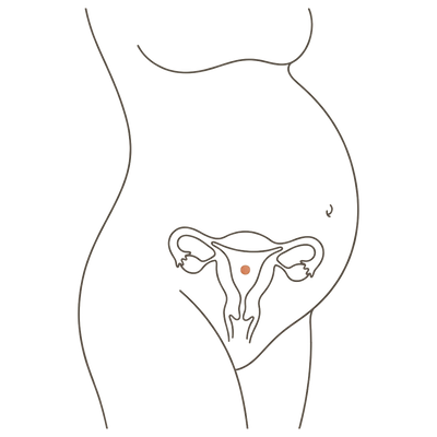 Line drawing of a woman's torso at 37 weeks pregnant, turned slightly to one side, showing the uterus inside a full-term bump