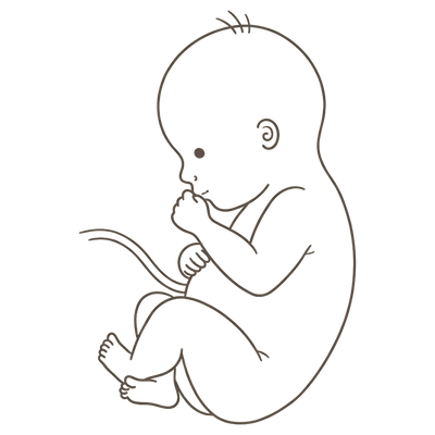 Line drawing of a 38-week foetus curled head-down and settled low, one hand curled near the mouth