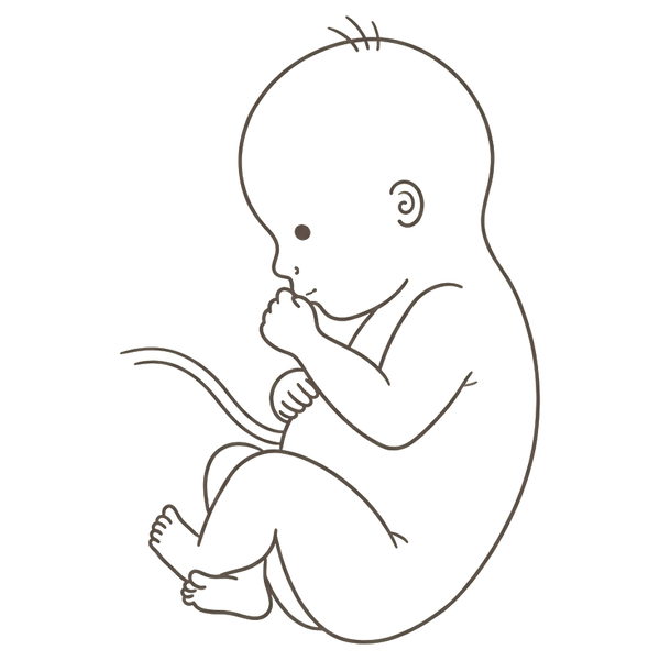 Line drawing of a 38-week foetus curled head-down and settled low, one hand curled near the mouth