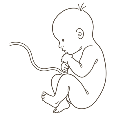 Line drawing of a 39-week foetus curled head-down and settled low, ready to be born