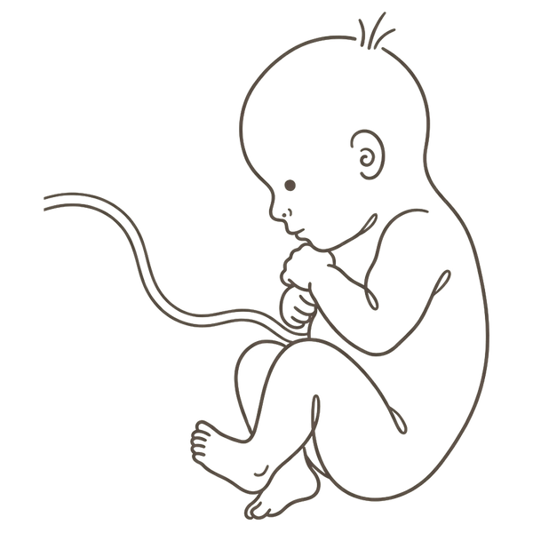 Line drawing of a 39-week foetus curled head-down and settled low, ready to be born