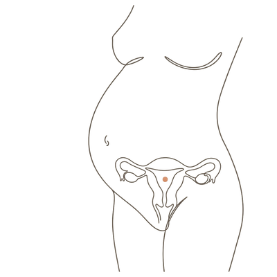 Line drawing of a woman's torso at 39 weeks pregnant, turned slightly to one side, showing the uterus inside a full-term bump