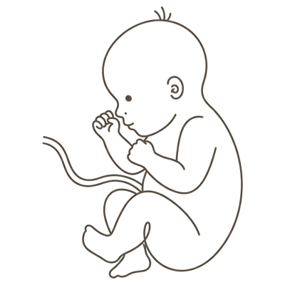Line drawing of a full-term 40-week baby curled head-down with one hand up by the cheek, ready to be born