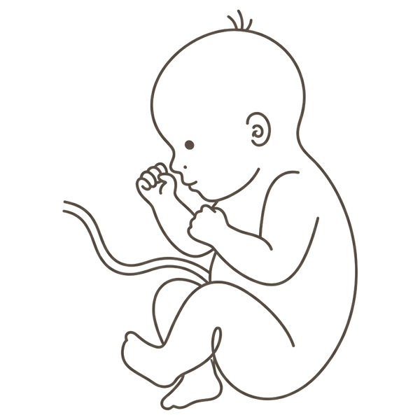 Line drawing of a full-term 40-week baby curled head-down with one hand up by the cheek, ready to be born
