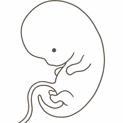 Line drawing of a 7-week embryo curled in profile with a large forehead, paddle-shaped limb buds and a short tail