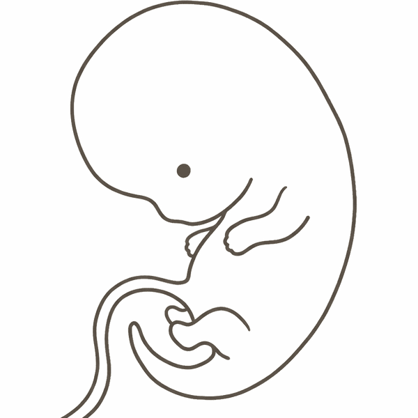 Line drawing of a 7-week embryo curled in profile with a large forehead, paddle-shaped limb buds and a short tail