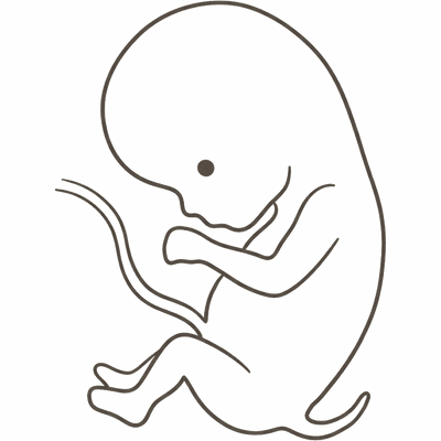 Line drawing of an 8-week foetus starting to uncurl, with a large head, arms longer than the legs and a shrinking tail