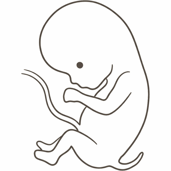 Line drawing of an 8-week foetus starting to uncurl, with a large head, arms longer than the legs and a shrinking tail