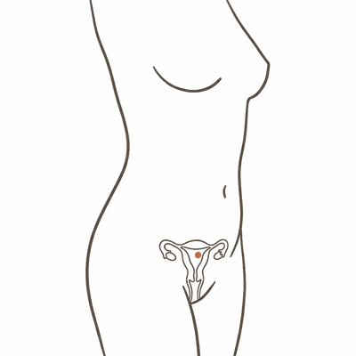 Line drawing of a woman's torso at 8 weeks pregnant, showing the slightly enlarged uterus still low in the pelvis and a flat abdomen