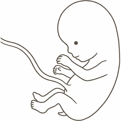 Line drawing of a 9-week foetus with a large head, bent elbows and paddle-shaped hands, the tail almost gone