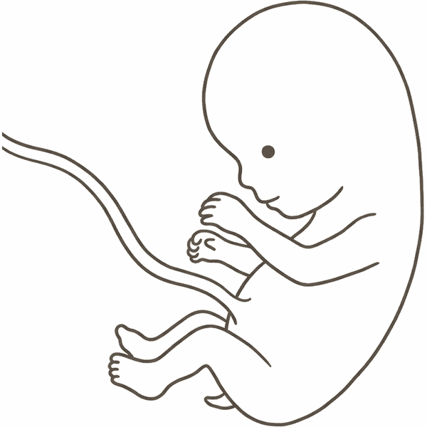 Line drawing of a 9-week foetus with a large head, bent elbows and paddle-shaped hands, the tail almost gone