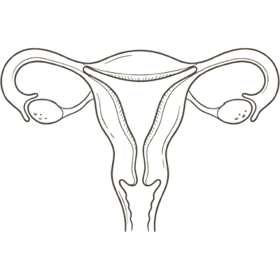 Line drawing of the uterus and ovaries at 1 week pregnant, showing the womb lining shedding during your period