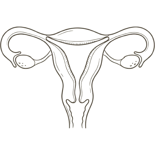 Line drawing of the uterus and ovaries at 1 week pregnant, showing the womb lining shedding during your period