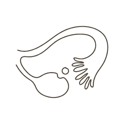 Line illustration of a single mature egg cell released at ovulation: at 2 weeks pregnant there is no embryo yet