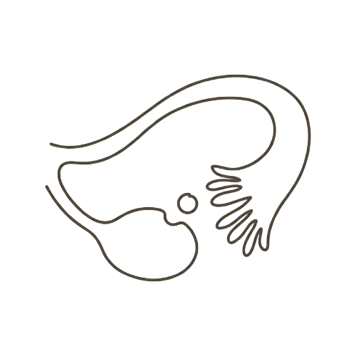 Line illustration of a single mature egg cell released at ovulation: at 2 weeks pregnant there is no embryo yet