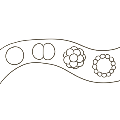 Line illustration of a blastocyst: at 3 weeks pregnant your baby is a microscopic ball of cells, too small to see